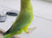 Stunning young Indian ringnick parrot