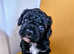 3 cavapoo boys from dna tested parents