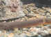 Reed Fish
