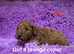 F1B Cockerpoo puppies 1 girl left red collar READY NOW
