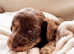 F1B Miniature Sproodle Puppies