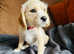 Beautiful Cavapoo x Beagle