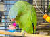 Stunning baby  Amazon Parrot
