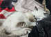 BEAUTIFUL RAGDOLLS KITTENS.2 Boys available.