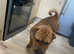For sale shar pei cross with Frenchie