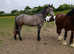 17hh show quality 3 Yr old gelding