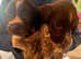 WIREHAIRED POINTER X SPRINGERS (Pingers)