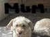 Westiepoo boy puppy