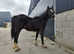 Zorro black foal cob cross warmblood reduced xx