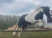 Brimming with Potential! Lovely, Backed In Foal, Healthy, Sound, all Up-to-Date Riding Pony/Cob Mare 6 with Lovely Movements.