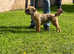 Make border terriers for sale