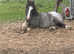 Cob colt 10 month old