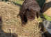 Rex x lop litter soon available