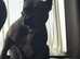 Female French bulldog