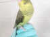 Handreared budgie very friendly