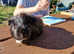 Female Guinea pig, 9 months old, ip3