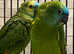 Beautiful young blue fronted Amazon