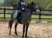 Appy x mare