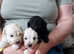 Miniature poodle