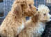 Cavapoochons
