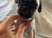 5 lovely coloured chug puppies (updated pictures)