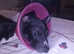 2 year old girl whippet read discription