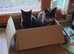 Big beautiful black solid house panther (maine coon) 6666 polydactyl kitten kitten