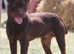 Stud dog patterdale