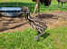 Breeding pair of emus