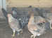 Pure Breed female chicken pullets