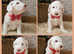 MULTIGENERATION AUSTRALIAN LABRADOODLES