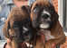 1 MALE KC BOXER PUPPIES LEFT READY TO LEAVE NOW
