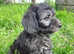 One Gorgeous Silver Mini Labradoodle, ready to go