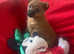 Red Norfolk border x Chihuahua