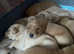Labrador puppies