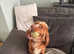 Ready now golden male sprocker £900 ono