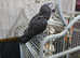 Timneh african grey 4yrs old