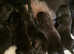 Pedigree Newfoundland female puppies