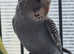Budgies for sale.