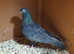 Small breed pigeons for sale