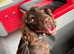 Springer spaniel age 2