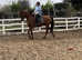 6yr old all rounder , 15.2hh