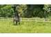 Arabian gelding 2 years , show quality
