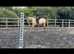 Eye catching champagne coloured spots horse
