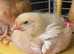 3 week old Amber Star x Sussex Roo