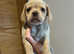Miniature dachshund cross pug ready now
