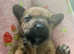 Patterdale pups *READY TO LEAVE 8TH MAY*