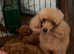 Health Tested Parents Red KC Reg Toy Poodles