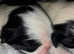 Japanese chin puppies