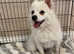 Beautiful Pomeranian Spitz Girl